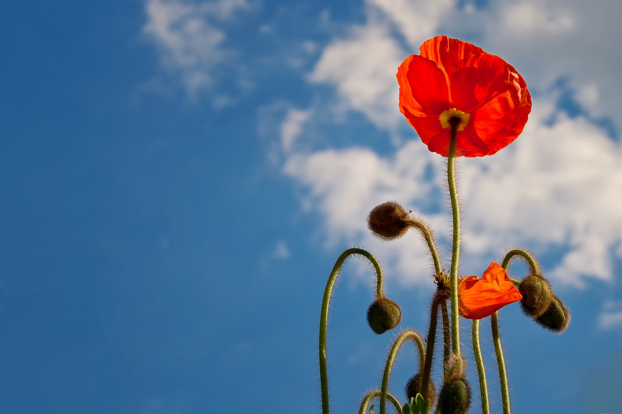 Understanding Tall Poppy Syndrome: Why We Cut Down Success